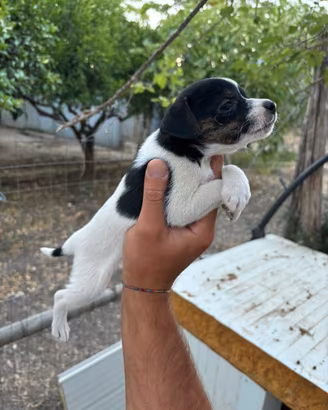 Jack russel