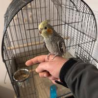 Pappagallo Calopsite