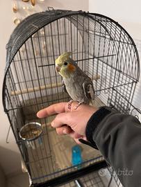 Pappagallo Calopsite