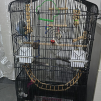 Inseparabili allevati a mano