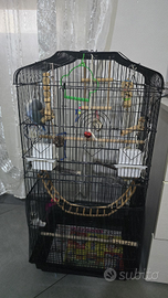 Inseparabili allevati a mano