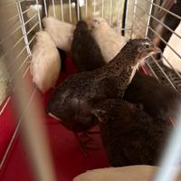 Quaglie bianche e tuxedo