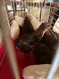 Quaglie bianche e tuxedo