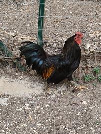 Galletto tipo francesini