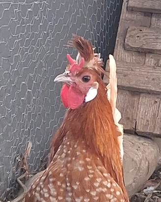Galline Appenzeller