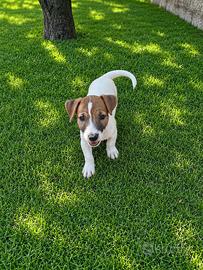 Jack Russell Cucciola