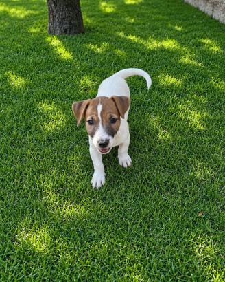 Jack Russell Cucciola