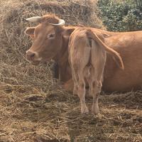 Vitelli limousine in purezza