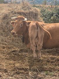 Vitelli limousine in purezza