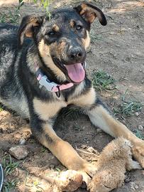 Cucciolo pastore tedesco labrador simil