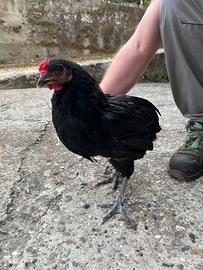 Gallo Grünleger