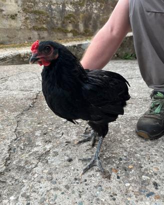 Gallo Grünleger