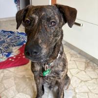 Cane dolce nei pressi di Bologna adotta