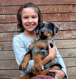 Cuccioli BEAUCERON arlecchino