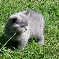 Scottish Straight Blue maschio