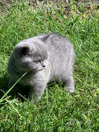 Scottish Straight Blue maschio