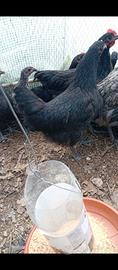 Australorp in purezza di 5 mesi