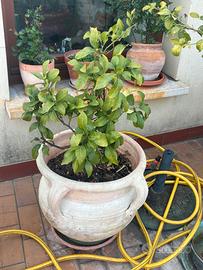 Vaso in terracotta con limone
