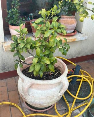 Vaso in terracotta con limone