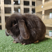 Coniglio ariete nano