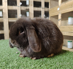 Coniglio ariete nano