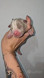 American pitbull terrier
