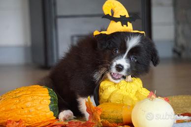 Border collie