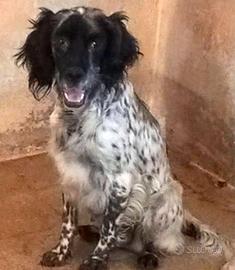 Femmina setter inglese