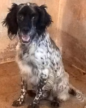 Femmina setter inglese