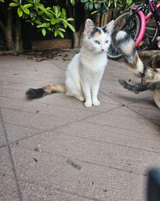 Gatti e gattini