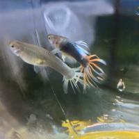 Guppy HB Red Crowntail