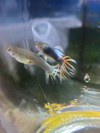 Guppy HB Red Crowntail