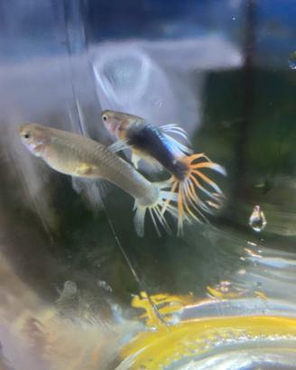 Guppy HB Red Crowntail