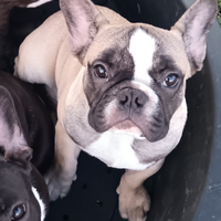 Bulldog francesi maschi pedigree