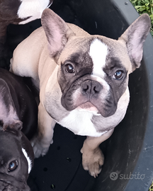 Bulldog francesi maschi pedigree