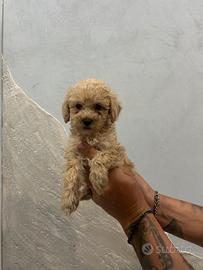 Maltipoo