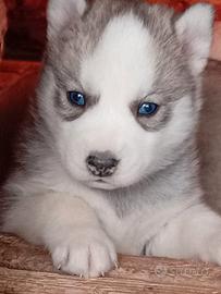 Cuccioli Siberian Husky
