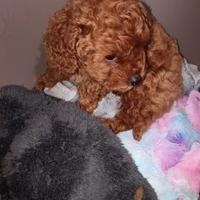 Barboncino maschietto minitoy