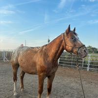 Cavallo