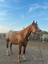 Cavallo in mezza fida