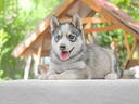 cucciola-di-husky-bianca-e-grigia