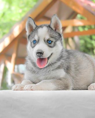 Cucciola di Husky bianca e grigia