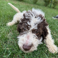 Cucciolo di Lagotto da tartufo