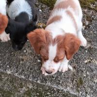 Cucciolo di breton