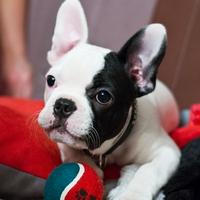 BULLDOG FRANCESE - FRENCH BOULEDOGUE pag 12 mesi