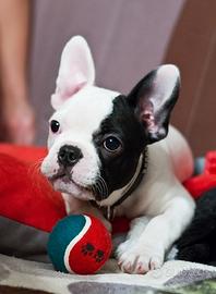 BULLDOG FRANCESE - FRENCH BOULEDOGUE pag 12 mesi