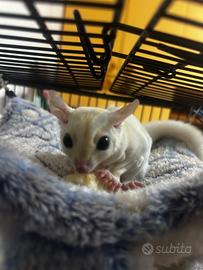 Petauro dello zucchero leucistico