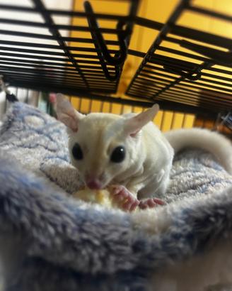 Petauro dello zucchero leucistico