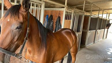 Cavallo