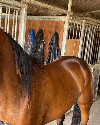 Cavallo